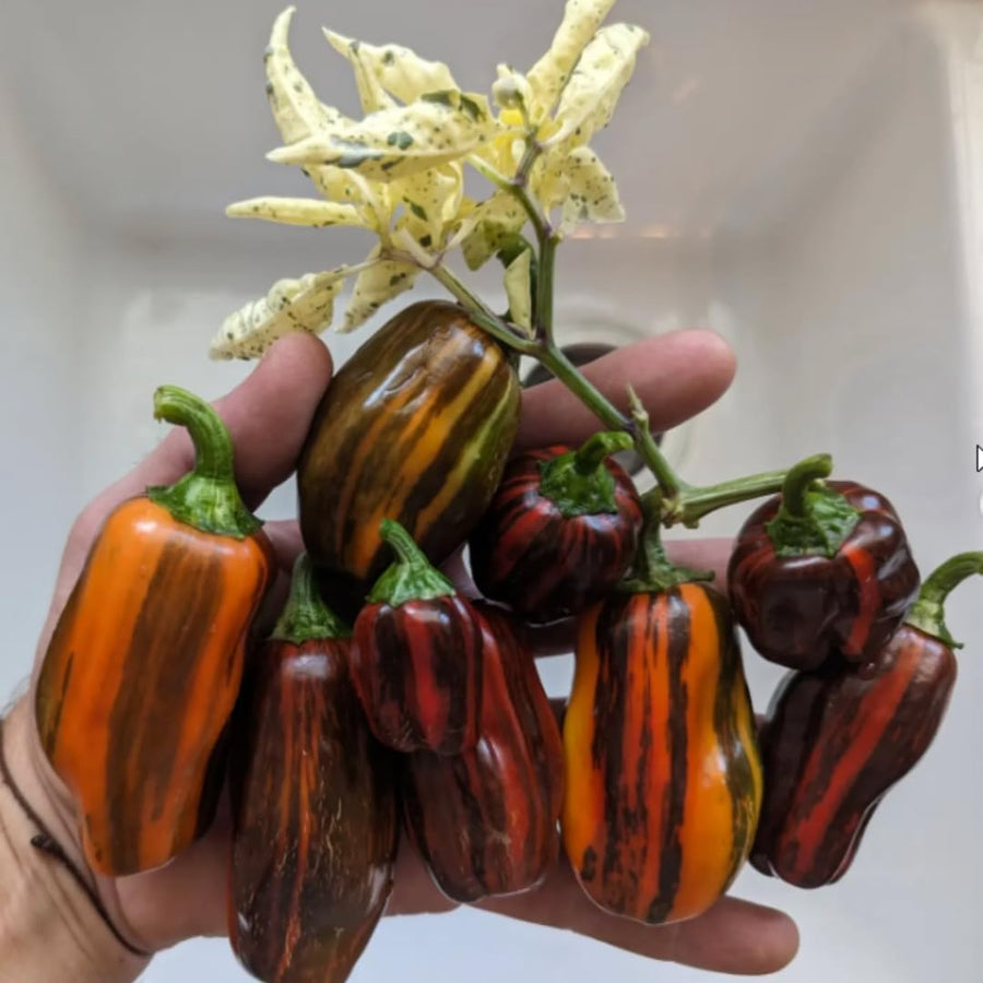Set 2 Pepper Sweet Chocolate Cherry Pepper Plants Live, 90 Days Old Pepper, Rich Color and Sweet Flavor, No Pot