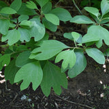 Sassafras Tree Live Plant in Quart Pot, 6-12" Tall Sassafras albidum Tree for Garden, Landscape, and Native Planting