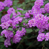 2 Trailing Lantana Plants Live for Indoor Outdoor, 6-9 Inch Tall, Live Lantana Flowers Home Garden (Pink Lantana)