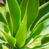 2 Green Agave Plant Live, Hardy Agave Cactus, Ornamental Succulent, 8 Inches Tall in 4 Inch Pot for Growing