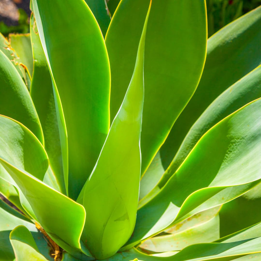 2 Green Agave Plant Live, Hardy Agave Cactus, Ornamental Succulent, 8 Inches Tall in 4 Inch Pot for Growing