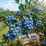Blueberry Plant Live for Planting, Bluecrop Blueberry Plant, Well Rooted, 6-8 Inc Tall, Berry Shrub for Edible Gardens or Landscapes