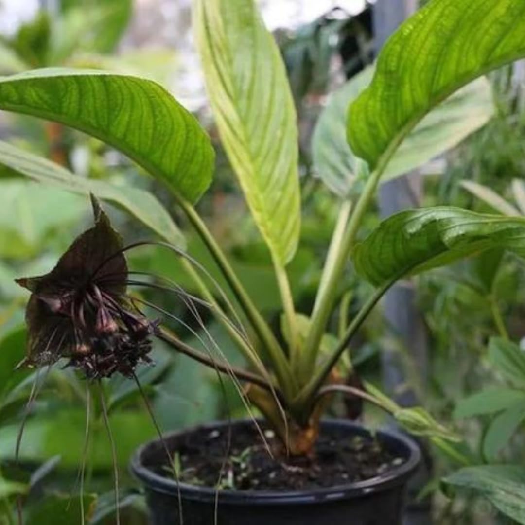 1 Black Tacca Plant Live in 6 Inch Pot - Black Bat Flower Houseplant Great for Indoor and Outdoor Gardening - Easy to Care