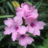 2 Mexican Petunias Live Plants, Petunia Plants Live, Live Petunia Plants Outdoor, Zone 8 to 11, Size 4 to 7 Inch Tall, Pink