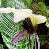 8"-14" Tropical White Bat Orchird Flower Plant Live, White Bat Tacca Chantrieri Houseplant, Indoor Outdoor Growing