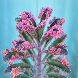Kalanchoe Plant Live, Mother of Thousands Live Plant in 2" Pot, Rare Succulent Indoor Houseplant (Pink Butterfly Kalanchoe)