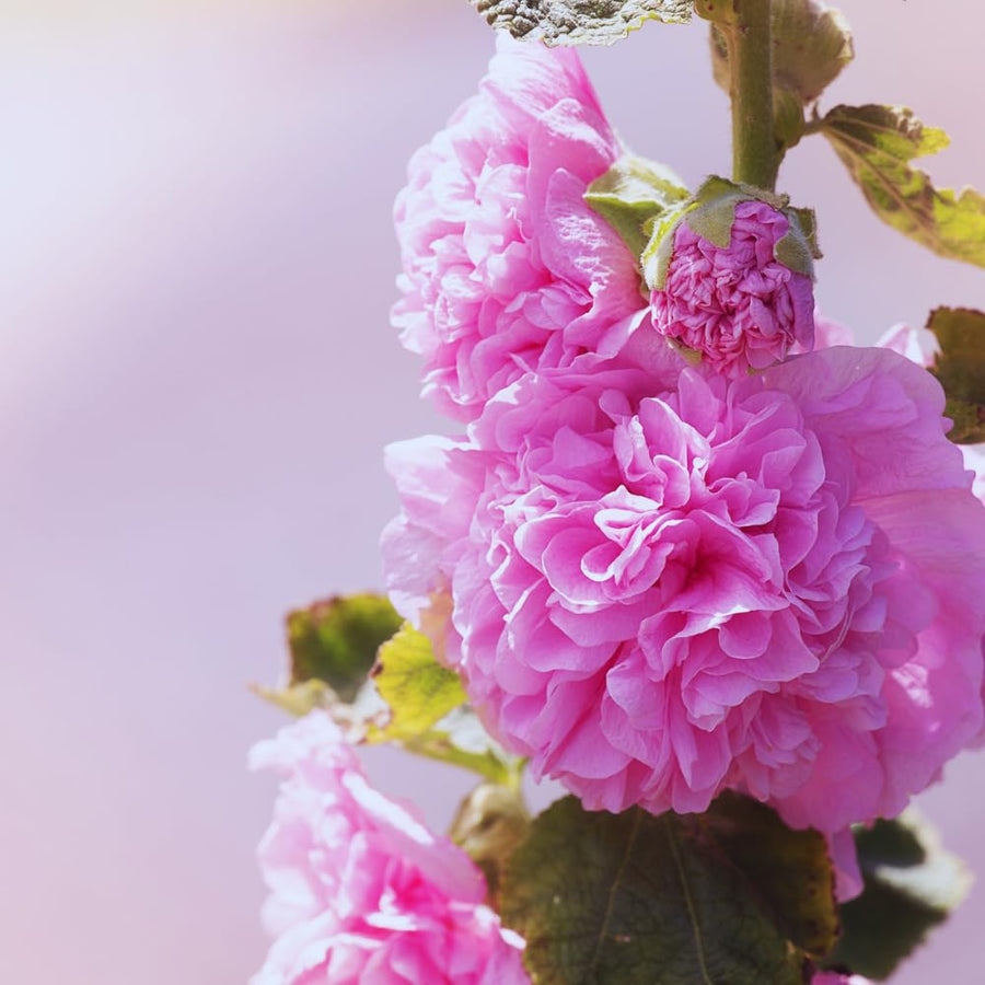Set 2 Mix Double Hollyhock Plants Live Bare Roots, Hollyhock Flower Live Plant Well Rooted, Annual Flower, 4 to 7'' Long