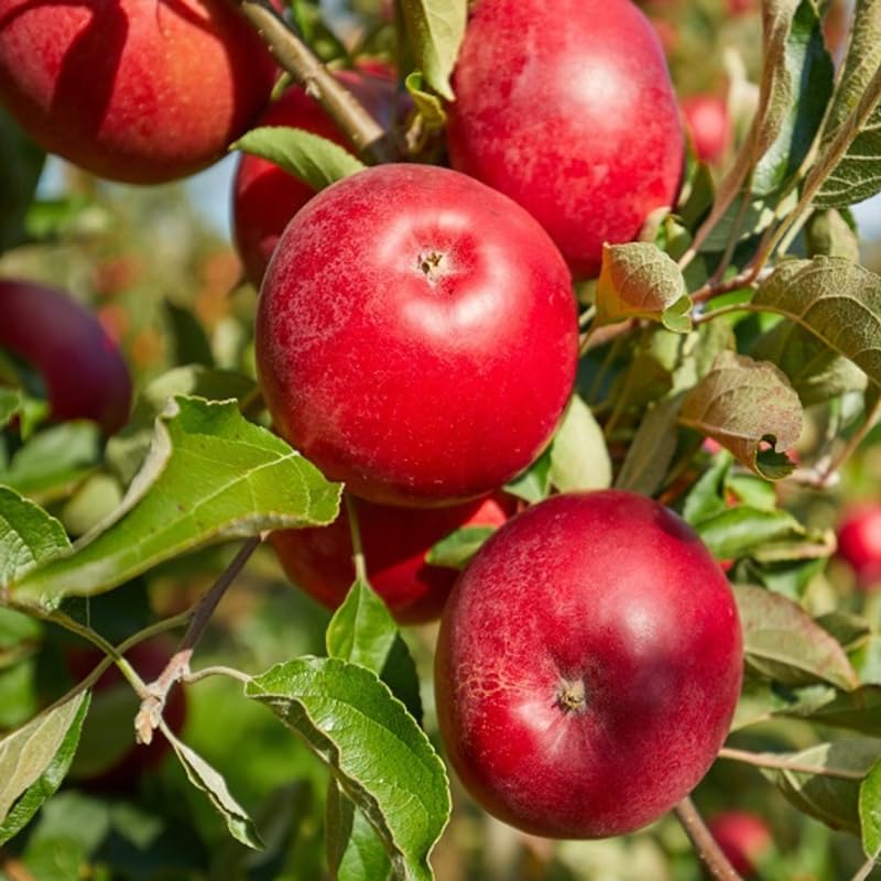 Apple Tree Live Plant, Apple Plant Live for Planting, Bareroot 2 Feet Tall, Apple Fruit Tree Ready to Grow Your Garden (Red Delicious Apple)