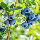 2 Blueberry Plant Live 1 Year Old, Sweet Blueberry Bush Live Plant, Blueberry Tree Live, Blueberries Shrub (Earliblue Blueberry Plants)