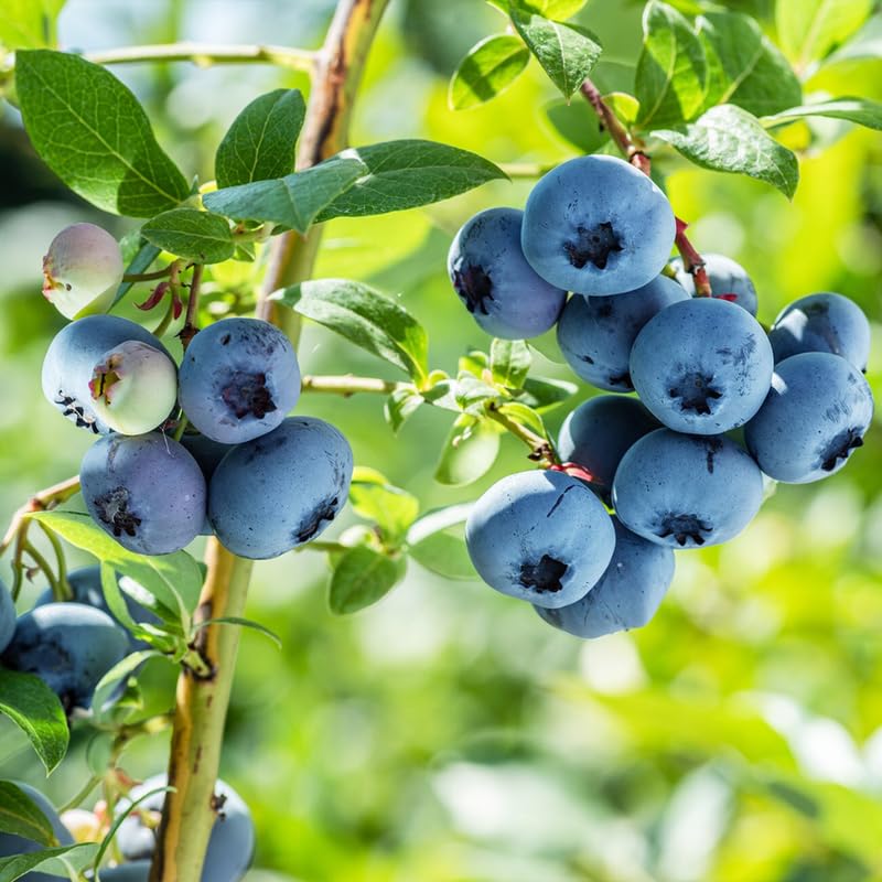 2 Blueberry Plant Live 1 Year Old, Sweet Blueberry Bush Live Plant, Blueberry Tree Live, Blueberries Shrub (Earliblue Blueberry Plants)