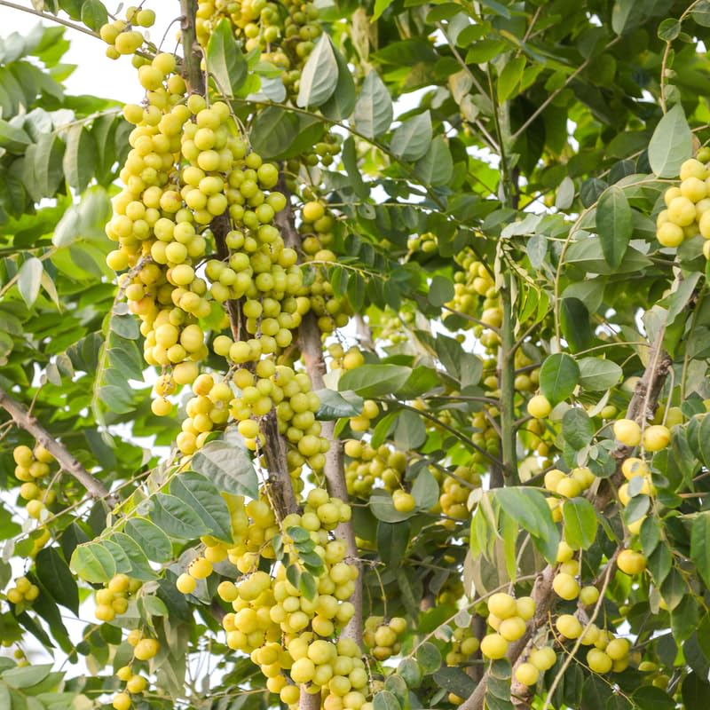 Star Gooseberry Plant Live, 8-12 Inch Tall Fruit Tree in Gallon Pot, Well-Rooted for Planting Outdoor