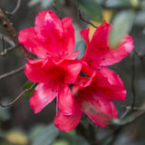Live Red Azalea Plant, Cold Hardy Azalea Plant, Reblooming Flowering Azalea Shrub, Rhododendron Like, Azalea Bush for Outdoor Gardening