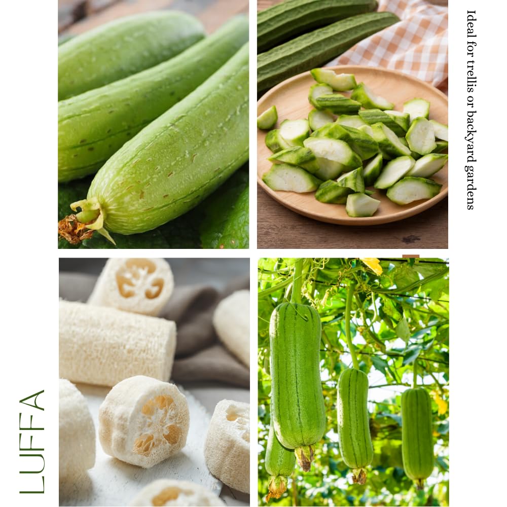 2 Loofah Plants Live, Luffa Plant Live, 4-8 Inc, 4 Inc Pot, Luffa Live Plant for Backyard Vegetable Garden