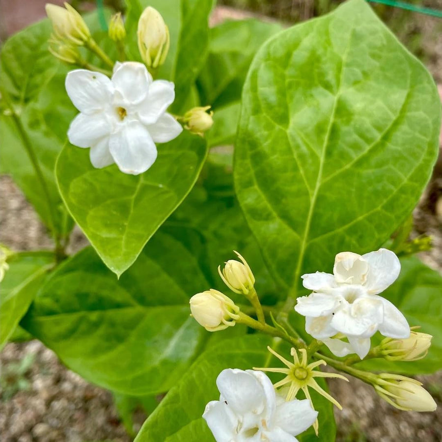 Arabian Jasmine Plant Live, Maid of Orleans Sambac Jasmine Live Plants Climbing Vine Indoor Outdoor Fragrant Flower Garden Planting
