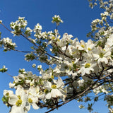 White Dogwood Tree Plant Live, Flowering Dogwood Plant 6-12 Inches Tall in Quart Pot, Hardy Ornamental Tree for Outdoor Garden