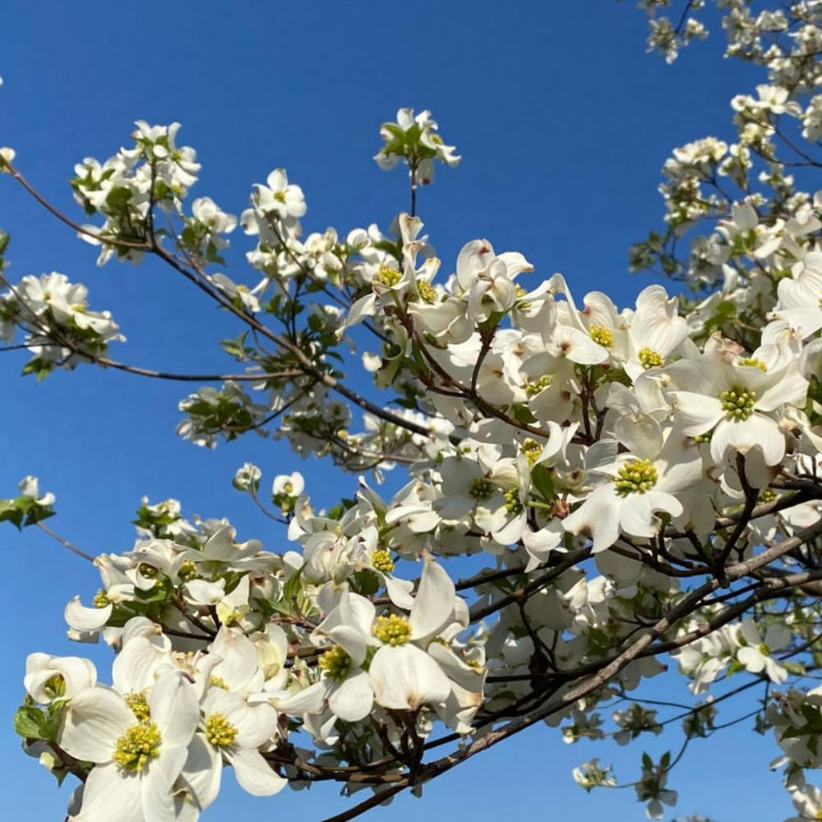 White Dogwood Tree Plant Live, Flowering Dogwood Plant 6-12 Inches Tall in Quart Pot, Hardy Ornamental Tree for Outdoor Garden