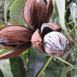 White Walnut Tree Live Plant in Gallon Pot, Dormant Butternut Tree 1 to 2 Year Old Well-Rooted for Planting, Cannot Ship to CA