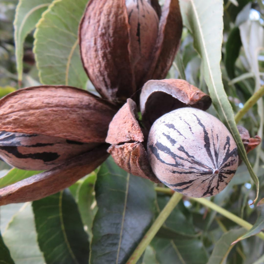 White Walnut Tree Live Plant in Gallon Pot, Dormant Butternut Tree 1 to 2 Year Old Well-Rooted for Planting, Cannot Ship to CA