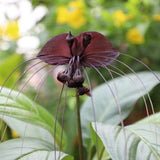 1 Black Tacca Plant Live in 6 Inch Pot - Black Bat Flower Houseplant Great for Indoor and Outdoor Gardening - Easy to Care
