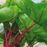 3 Colocasia Plants Live, Elephant Ear Caladium Esculenta Plants, 5 to 8 Inc Tall (Green Leaf Red Stem)