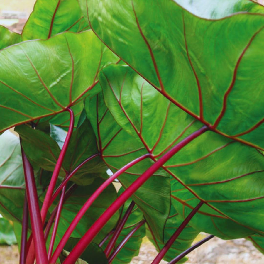 3 Colocasia Plants Live, Elephant Ear Caladium Esculenta Plants, 5 to 8 Inc Tall (Green Leaf Red Stem)