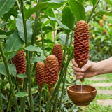 Shampoo Ginger Plant Live, Awapuhi Ginger Rhizome, 3-5 Inch Tall, Well Rooted Tropical Live Plant for Outdoor Garden, No Pot