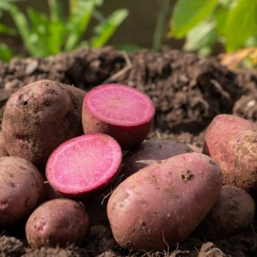 High Yielding Red Potato Tubers, 1 Pound Potatoes Plants Bulbs for Outdoor Growing,Vegetables Heirloom Potato Seeds Live Tuber for Home Garden