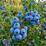 Blueberry Plant Live for Planting, Bluecrop Blueberry Plant, Well Rooted, 6-8 Inc Tall, Berry Shrub for Edible Gardens or Landscapes