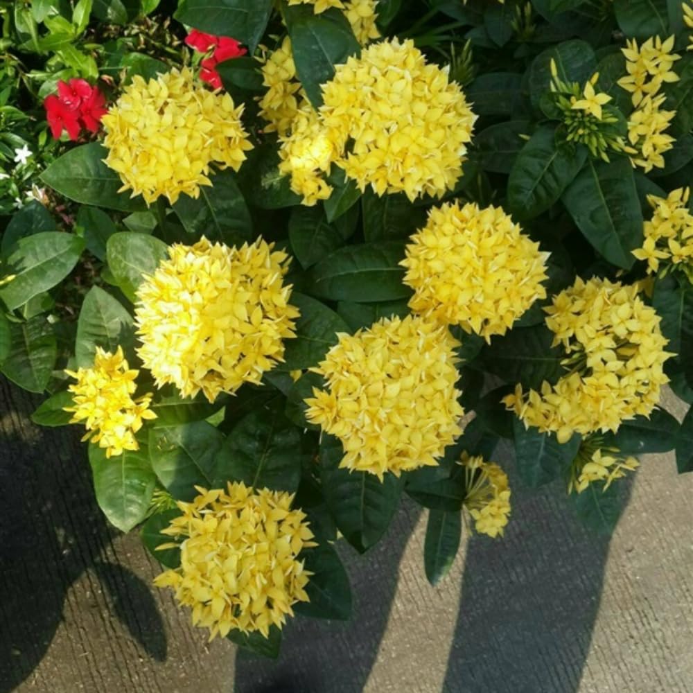 2 Dwaft Ixora Plants Live, Flowers Plants, Live Ixora Plant from 4 Inc Tall Well Rooted (Yellow)