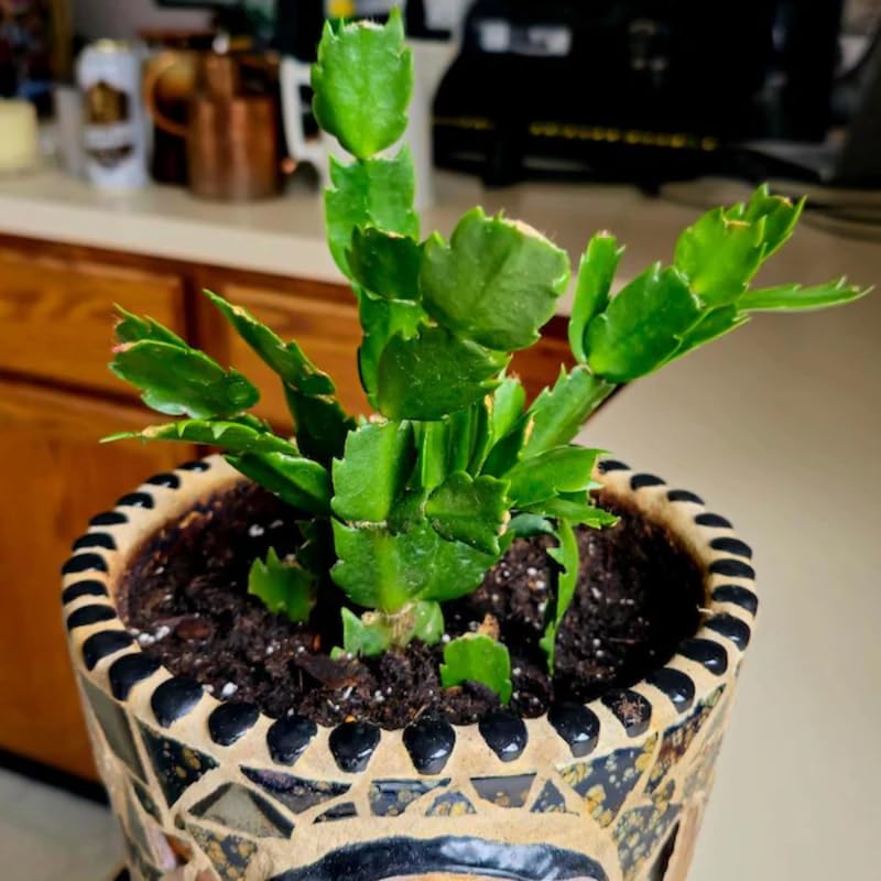 Salmon Christmas Cactus Plants Live, 4 to 6 Inch Tall Live Christmas Cactus Bare Roots, Perennial Well Rooted Flower Plants, Holiday Houseplant, No Pot