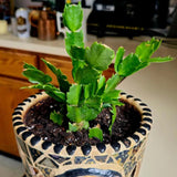 White Christmas Cactus Plants Live, 4 to 6 Inch Tall Live Christmas Cactus Bare Roots, Perennial Well Rooted Flower Plants, Holiday Houseplant, No Pot