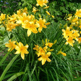 Pack 10 Daylily Bulbs for Planting Spring, Fast Blooming Hardy Perennial Lily Bare Roots for Outdoor Growing (Yellow, Large Day Lily)