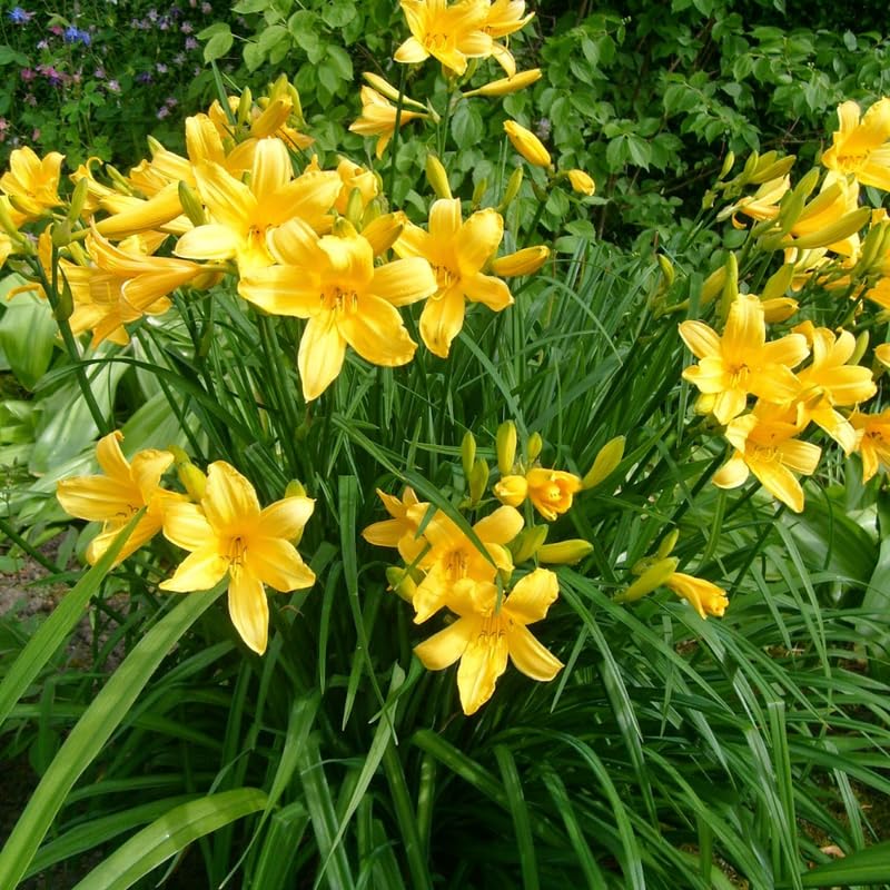 Pack 10 Daylily Bulbs for Planting Spring, Fast Blooming Hardy Perennial Lily Bare Roots for Outdoor Growing (Yellow, Large Day Lily)