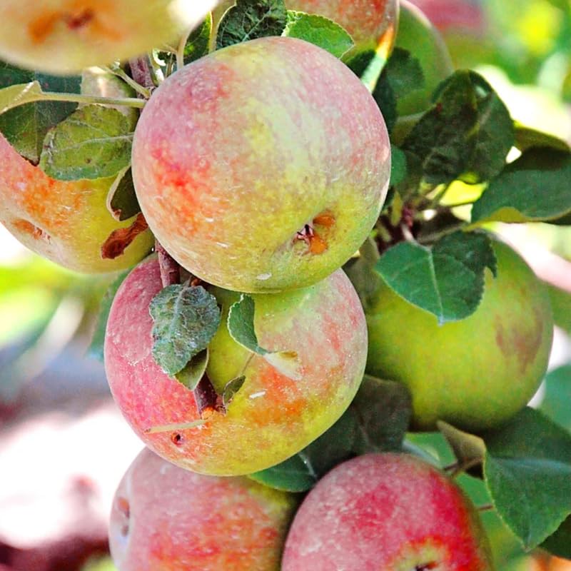 2-3 Ft Apple Tree Live Plant Bare Root, Live Apple Plant, Cold Hardy Fruit Plants for Home Garden Planting Spring (Red Green)