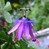 Lavender Passion Flower Plant - Lavender Passion Flower Vine Live Plant - Size 5 to 7 Inch Tall, Passiflora Flowers Starter Plant, Without Pot