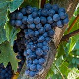 Deep Blue Seedless Grape Vines Trees Live Plants, Well-Rooted 1 to 2 Years Old, Grapes Plant Live for Outdoor Planting, Zones 3-9