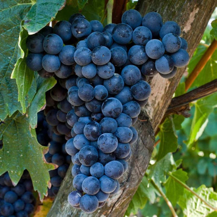 Deep Blue Seedless Grape Vines Trees Live Plants, Well-Rooted 1 to 2 Years Old, Grapes Plant Live for Outdoor Planting, Zones 3-9