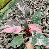Rare Philodendron Plant Live in 4" Pot, Variegated Red White and Green Leaves, Rare Houseplant Indoor Outdoor Decor, Colorful Stems
