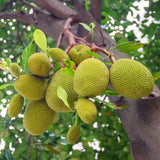 Jackfruit Plant Live, 6-8 Inch Tall Tropical Fruit Tree Seedling in 4" Pot, Fast Growing Jackfruit Tree for Outdoor Planting