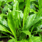 Culantro Plant Live in 4" Pot, 5 Inch Tall Culantro Herb, Long-Leaf Culinary Plant for Indoor or Outdoor Growing