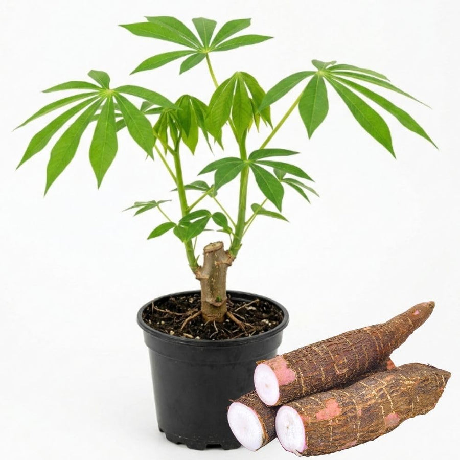 Cassava Yuca Plant Live Potted, Live Cassava Yuca Plant for Growing Indoor Outdoor, 5 to 7 Inc Tall