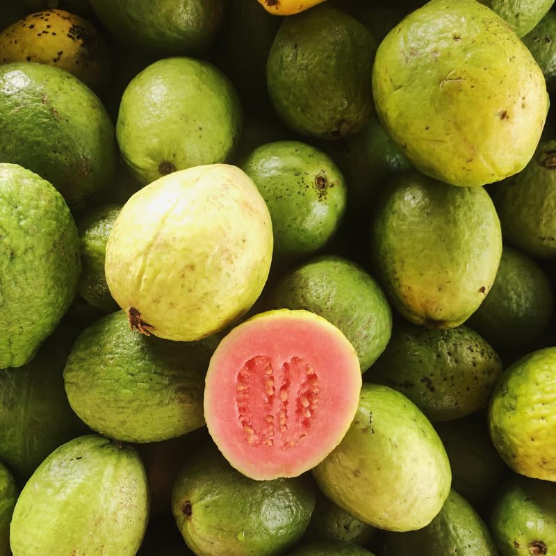 Set 2 Sweet Pink Guava Trees Plants Live, Pink Guava Seedlings Tree Fruit Plant, 4 to 9 Inc Tall, Pink Guava Plants