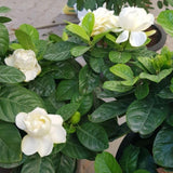 Gardenia Live Plant in 3.5 Inch Pot, 5-7 Inch Tall - Fragrant Blooming Gardenia Bush for Indoor Outdoor Patio Garden, Jasmine Flower Plants