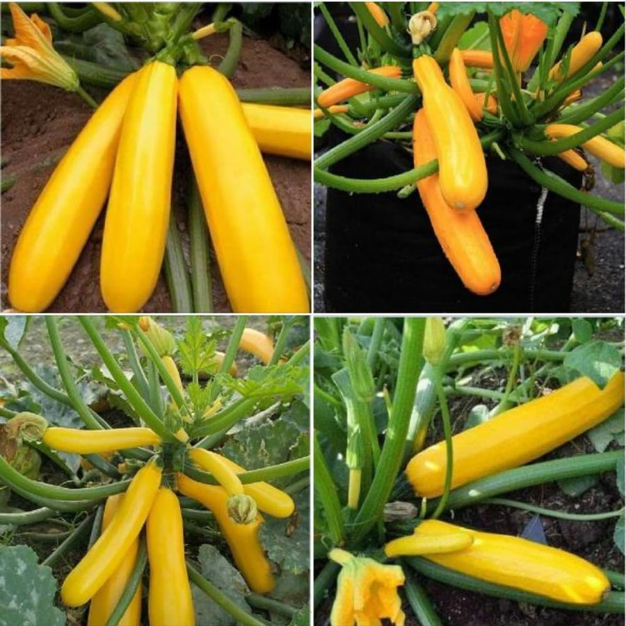 2 Yellow Squash Zucchini Plants, Live Squash Plants, 3-5'' Tall, Yellow Zucchini, 2 Plants per Pot