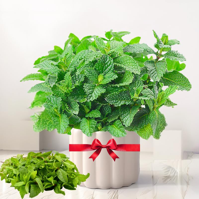 TANKDA Sets 2 Live Mint Plants Herb in 3.5" Pot, Fresh Spearmint for Indoor Outdoor Growing, Spring Planting, 5-9" in Tall