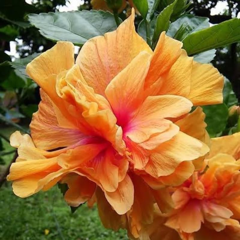 Golden Peach Hibiscus Plant Live, Hardy Hibiscus Flowers Colorful Blooms for Outdoor Landscapes, 8-10 Inch Height, Hibiscus Shrubs, No Pot, Well-Rooted