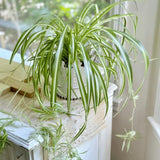 Curly Spider Plant Live, Variegated Spider Plant, 2-4'' Tall, Chlorophytum Comosum, Live Indoor Houseplant for Hanging Basket, Well Rooted, No Pot