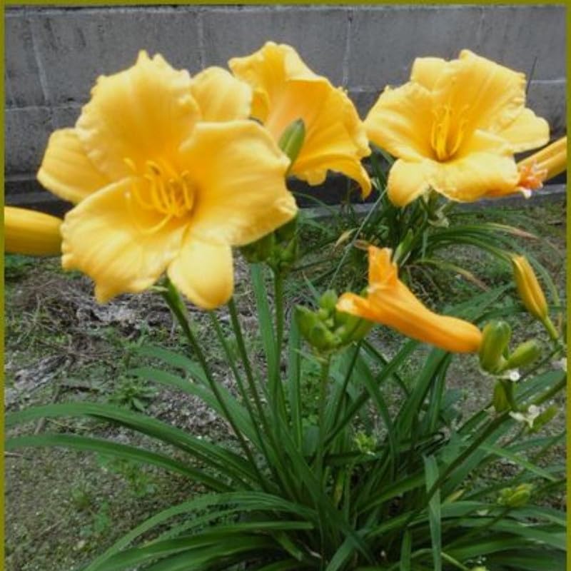 2 Yellow Daylily Plant 4 to 6 Inch Tall, Daylilies Plant Live, Low Maintenance Perennial Flower for Outdoor Growing, Bareroot Plant