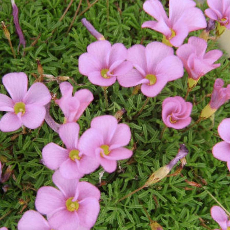 Oxalis Plant Live, Shamrock Spring Flower, 4 Inc Pot, Ornamental Oxalis Plant Live for Indoor Outdoor Garden, 4-8'' Tall (Light Purple)