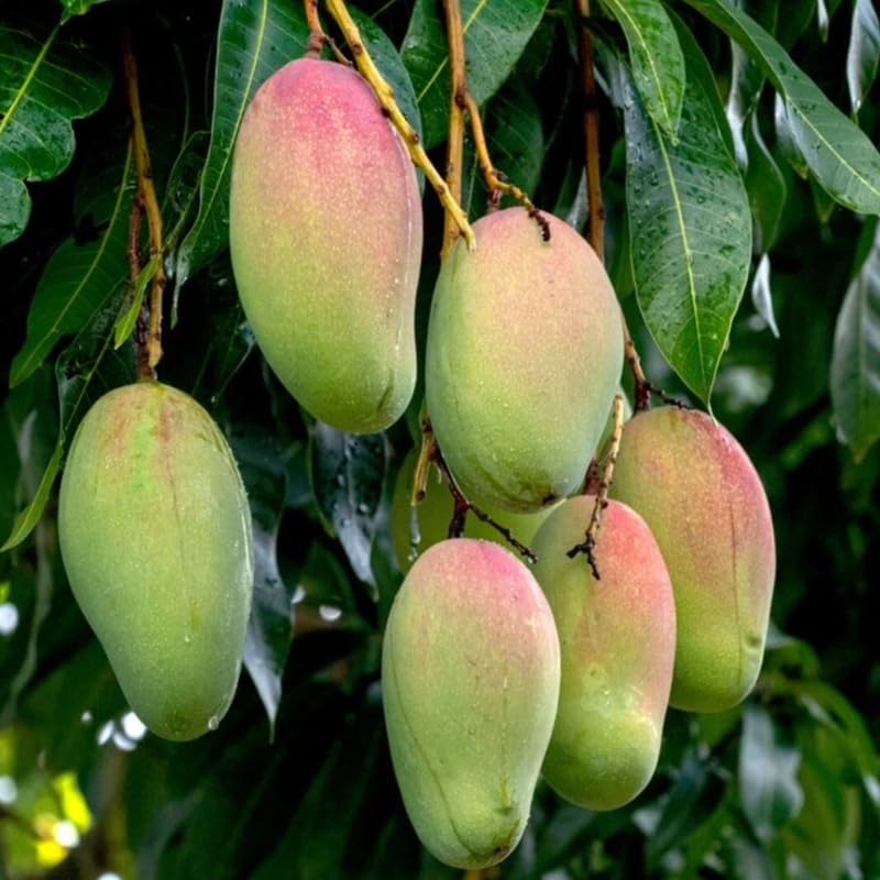 Grafted Mango Tree Live, 2 Feet Tall, Tropical Pride Mango Fruit Tree for Outdoor Planting